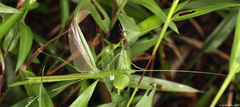 Singaporoidea