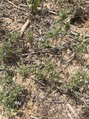 Eriastrum filifolium