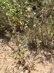 Eriastrum filifolium