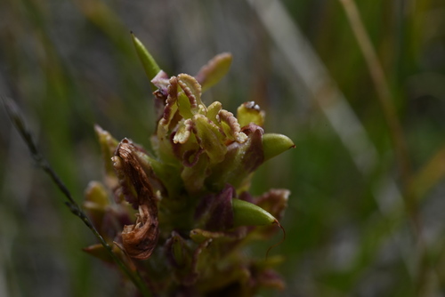 Image of Pedicularis crenulata by (c) Anders Hastings, some rights reserved (CC BY)
