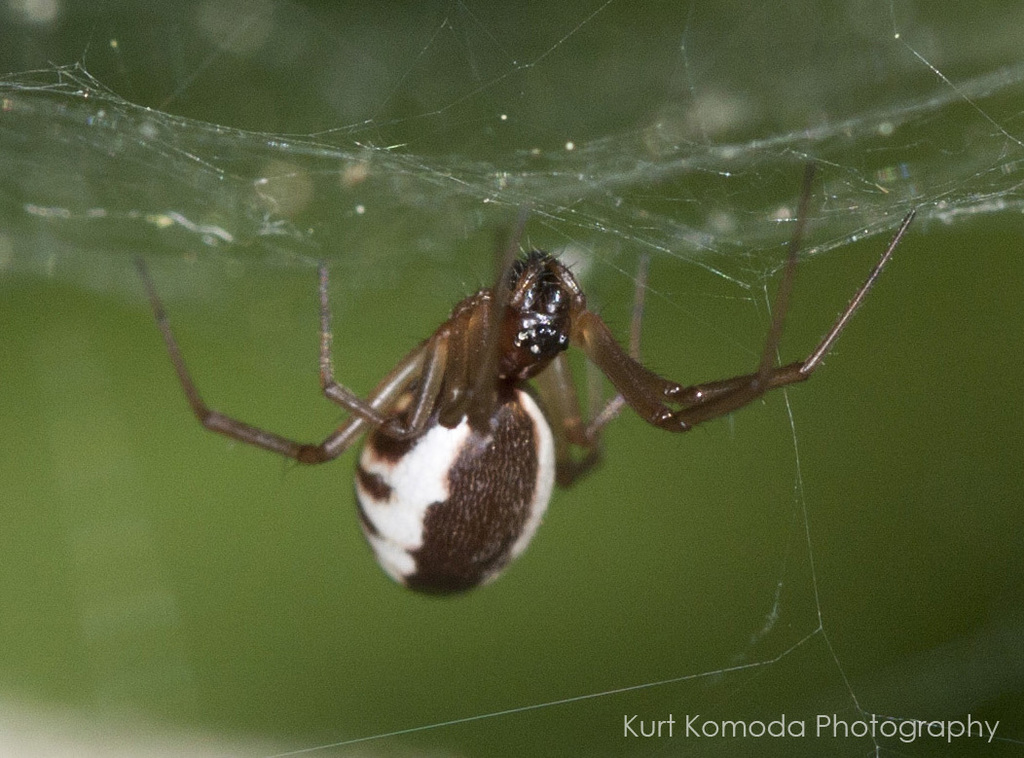 Bowl-and-doily Spider