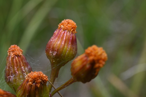 Image of Packera debilis by (c) Anders Hastings, some rights reserved (CC BY)