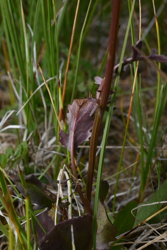 Image of Packera debilis by (c) Anders Hastings, some rights reserved (CC BY)