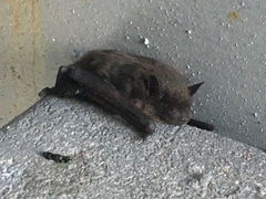 Vespertilioninae