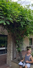 Wisteria frutescens