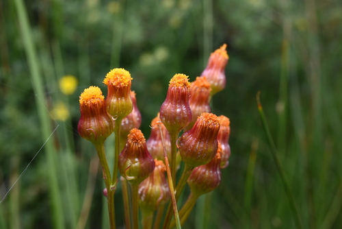 Image of Packera debilis by (c) Anders Hastings, some rights reserved (CC BY)
