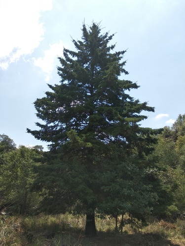 Cupressus lusitanica - Whole tree