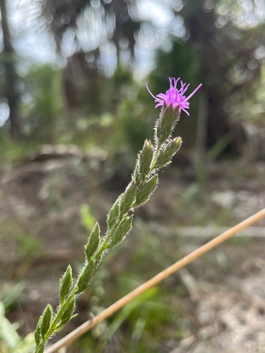 Garber's blazing star (Liatris garberi)