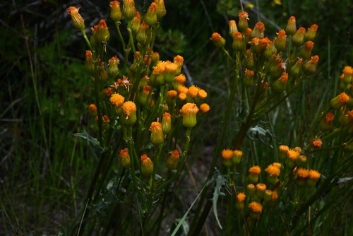 Image of Packera debilis by (c) Anders Hastings, some rights reserved (CC BY)