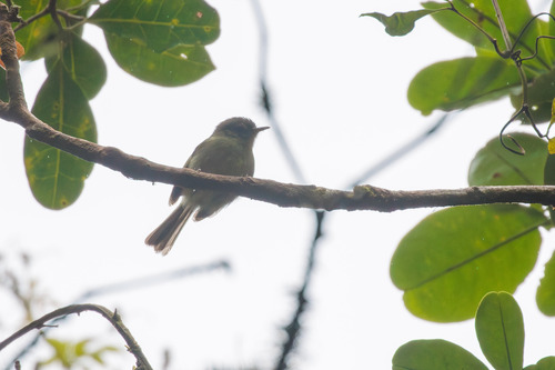 Bahia Tyrannulet (Phylloscartes beckeri)