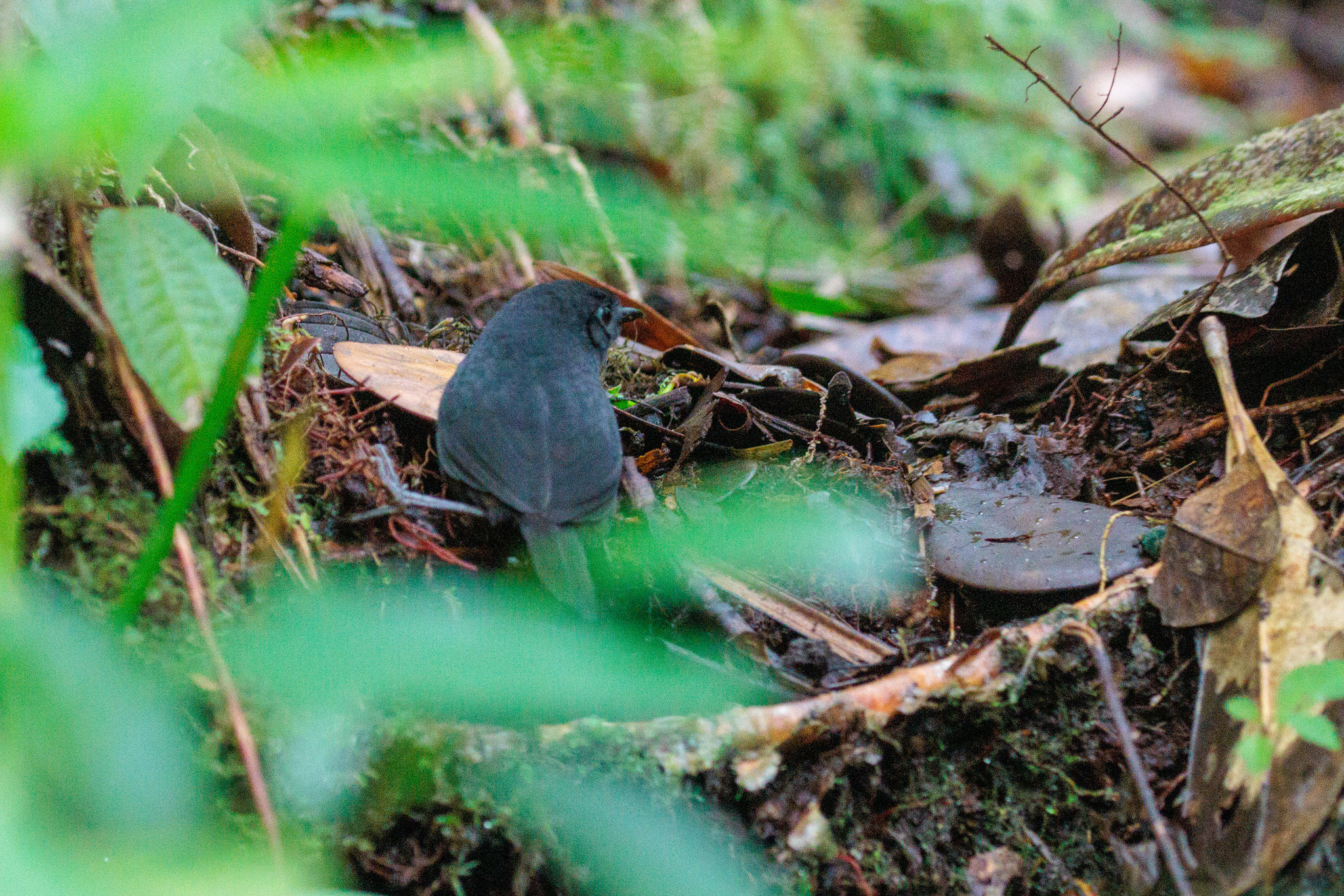 Boa Nova Tapaculo (Scytalopus gonzagai), photo 1