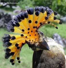 Onychorhynchus coronatus