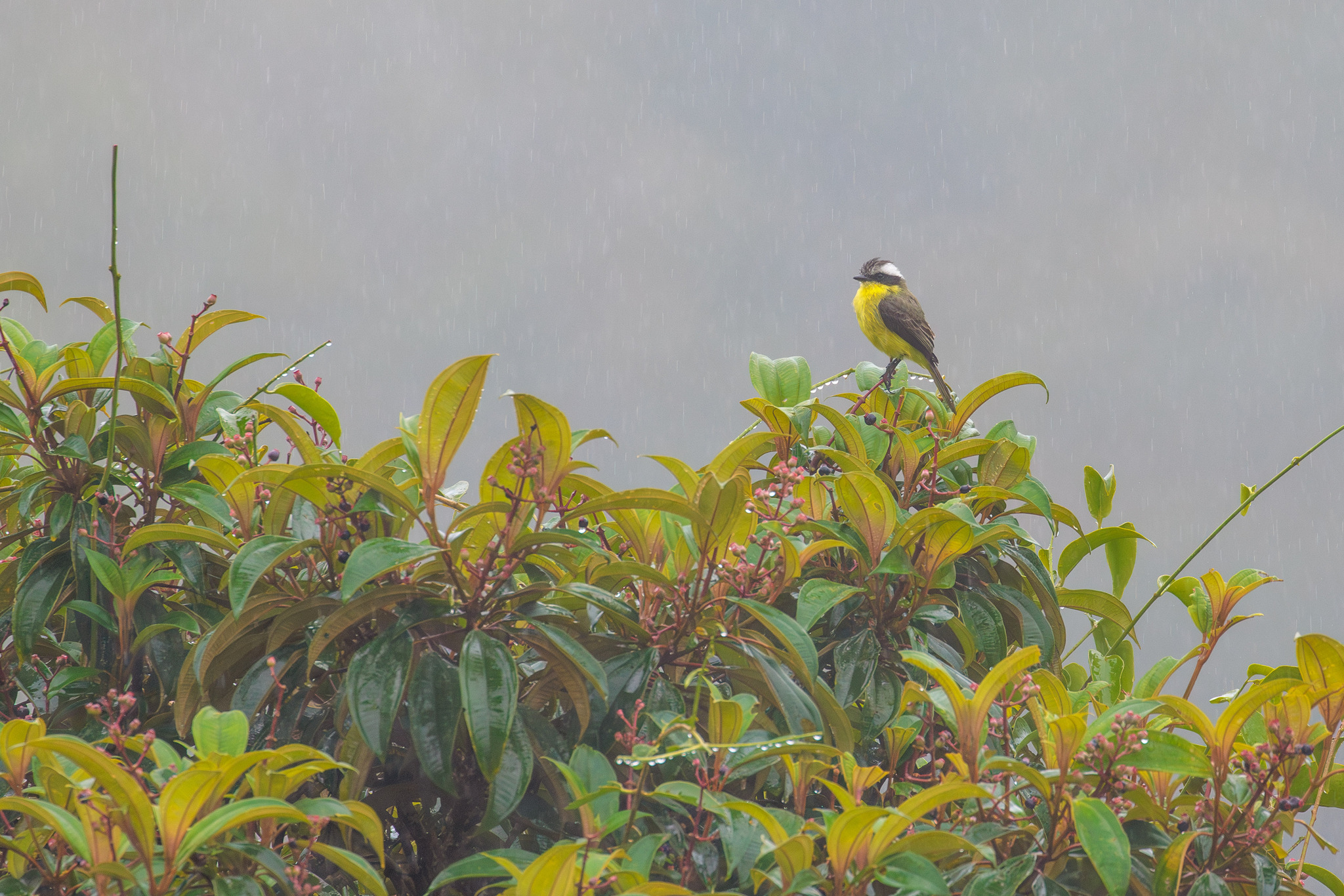 Three-striped Flycatcher (Conopias trivirgatus), photo 2