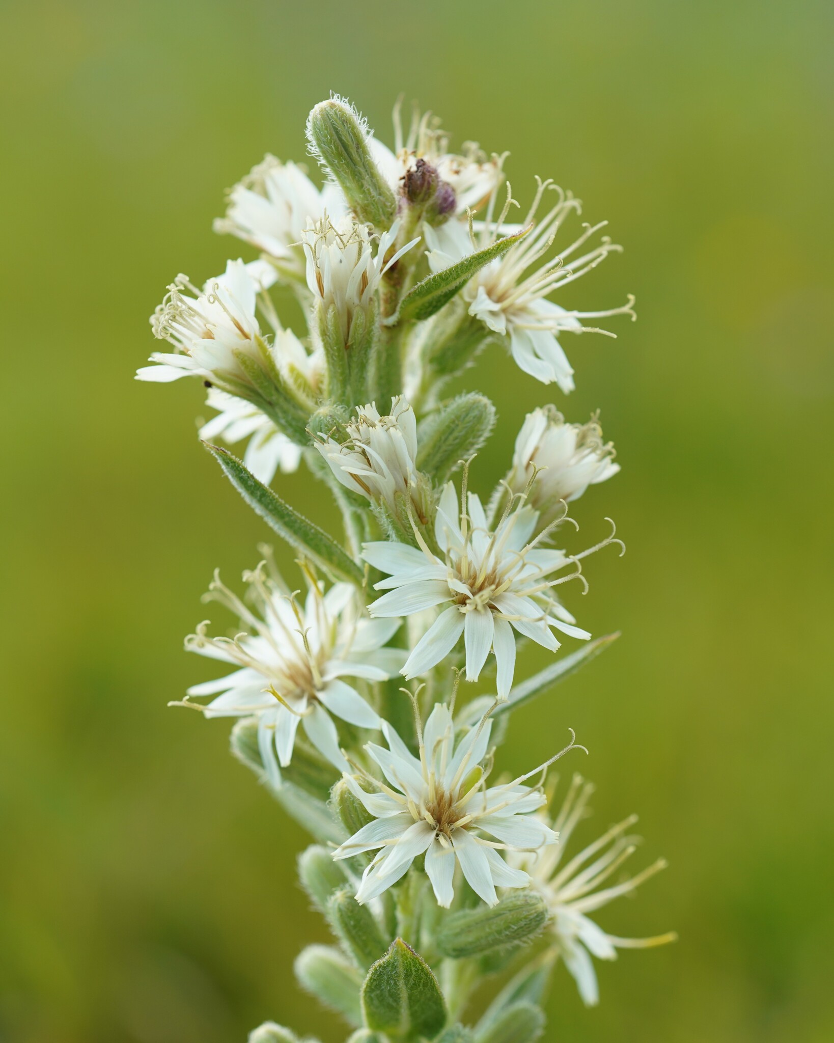 Prenanthes aspera
