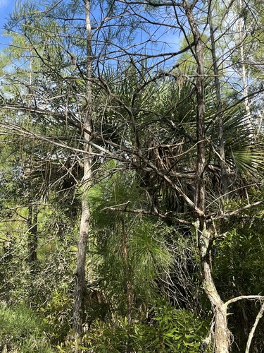 Image of Dendrophylax porrectus by no rights reserved