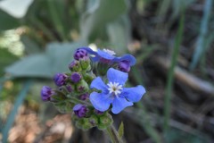 Hackelia velutina