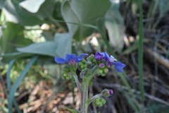 Hackelia velutina