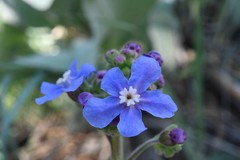 Hackelia velutina