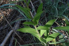 Hackelia velutina