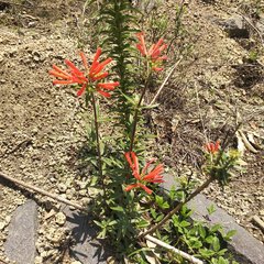 Bouvardia tenuifolia