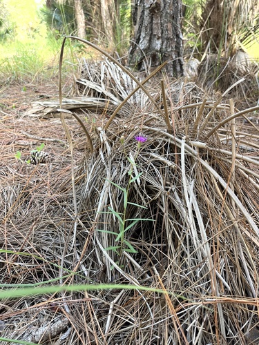 Image of Vernonia blodgettii by no rights reserved
