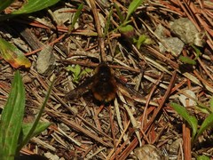 Bombylius mexicanus