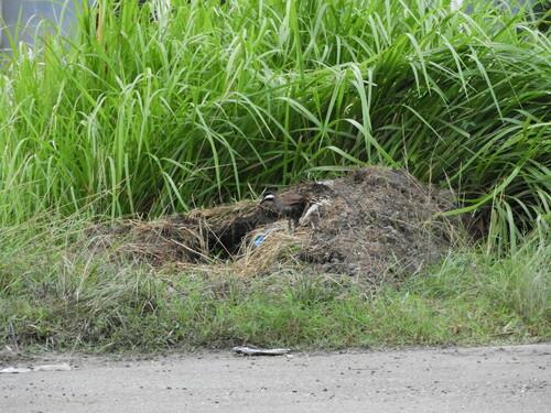 Gallirallus torquatus