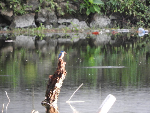 Alcedo meninting