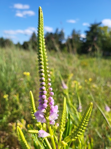 Physostegia virginiana