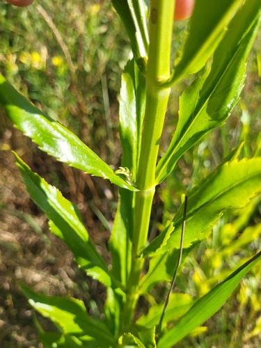 Physostegia virginiana