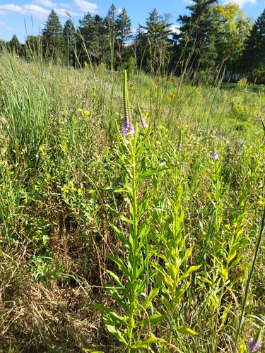 Physostegia virginiana