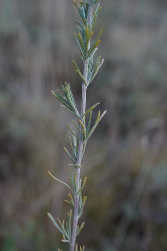 Image of Artemisia santonicum by (c) Patrick Hacker, some rights reserved (CC BY)