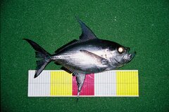 Rough Pomfret photo 1