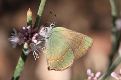 Callophrys affinis apama