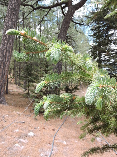 Chihuahua spruce