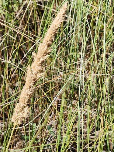 Calamagrostis inexpansa observed 2024-08-09