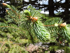 Picea chihuahuana