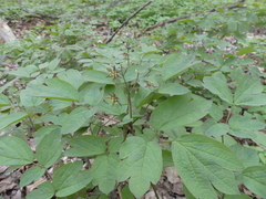 Caulophyllum thalictroides
