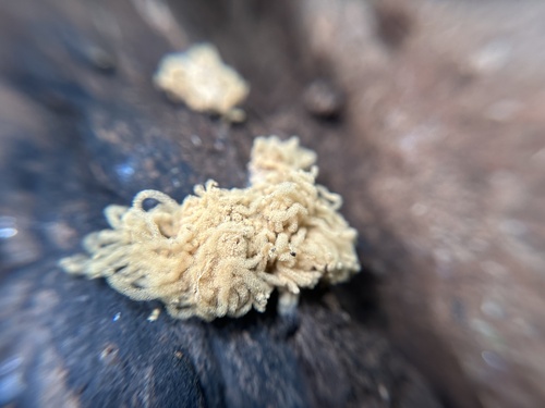 Arcyria obvelata observed 2024-08-10
