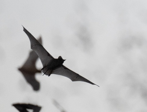 Mexican Free-tailed Bat