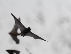 Mexican Free-Tailed Bat photo 1