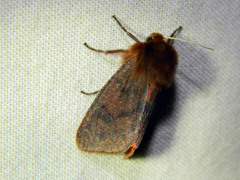 Phragmatobia assimilans