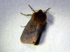 Phragmatobia assimilans