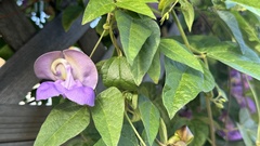 Kathy Fulton, CC0, iNaturalist via GBIF Sigmoidotropis speciosa, photograph Kathy Fulton, CC0, iNaturalist via GBIF
