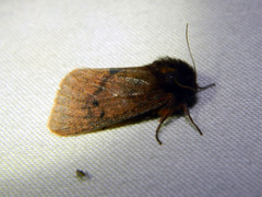 Phragmatobia assimilans