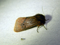 Phragmatobia assimilans