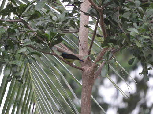 Anthreptes malacensis