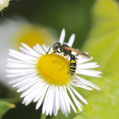 Philanthus bilunatus