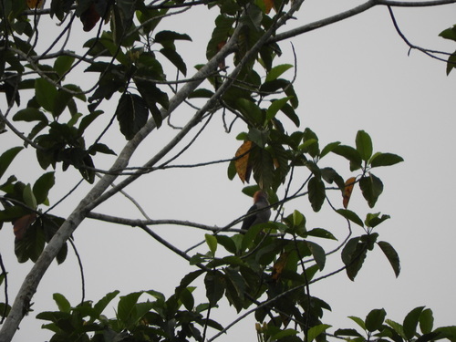 Ducula aenea