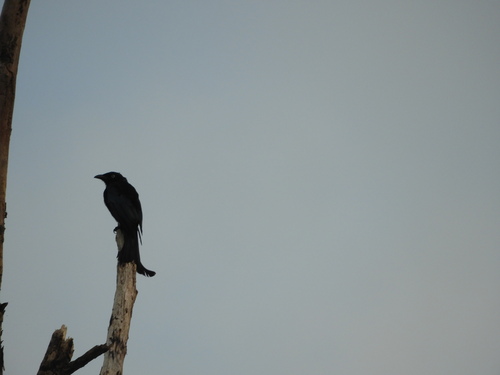 Dicrurus hottentottus